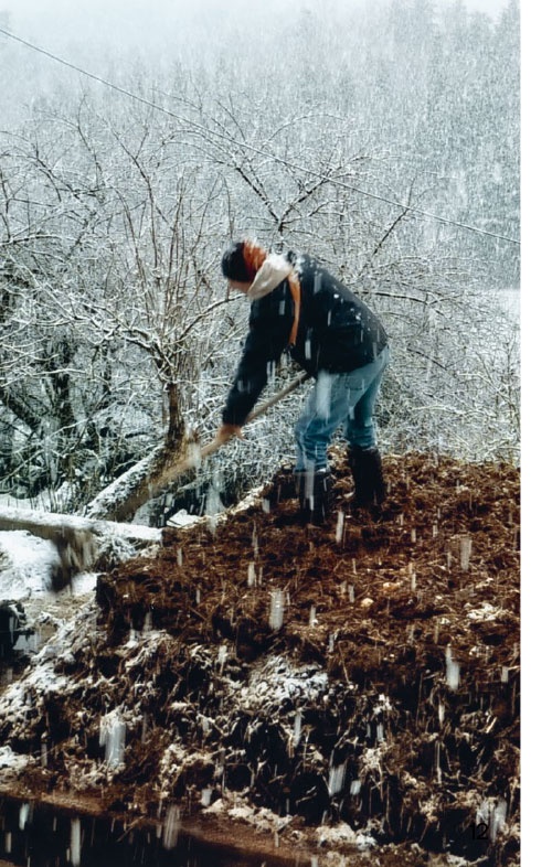 Stolze Kühe, krumme Rüebli