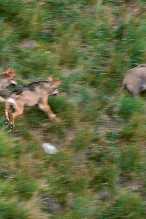 Wölfe – sind sie uns zu nah?