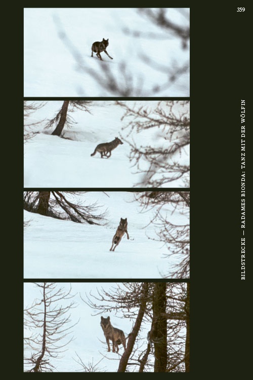 Wölfe – sind sie uns zu nah?