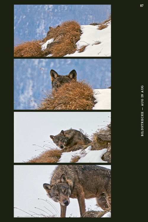 Wölfe – sind sie uns zu nah?