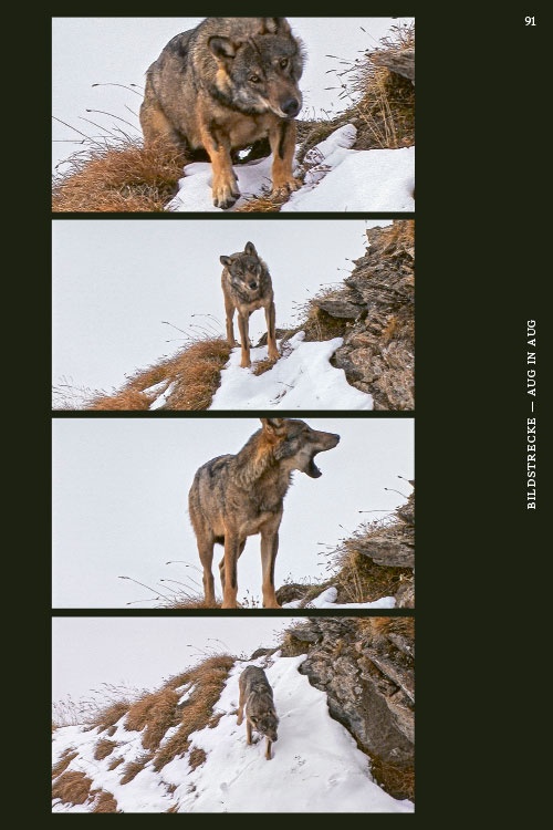 Wölfe – sind sie uns zu nah?