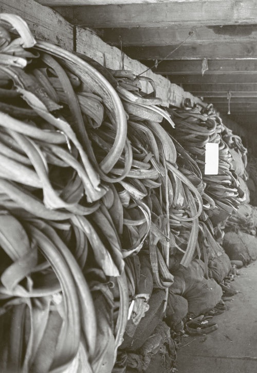 Der Basler Abfallkönig