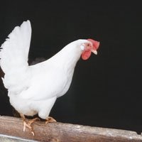 Lesung «Stolze Kühe Krumme Rüebli»