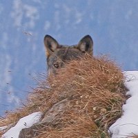 Buchvernissage: Wölfe – Sind sie und zu nah?